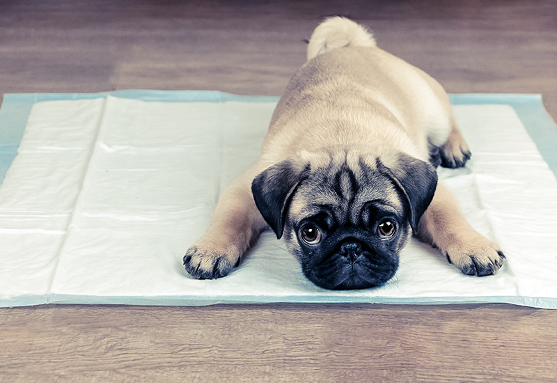 そのお悩み 食べ物が原因かも 食ふん編 犬との素敵な毎日をサポートするwebメディア Stay Home With Dog