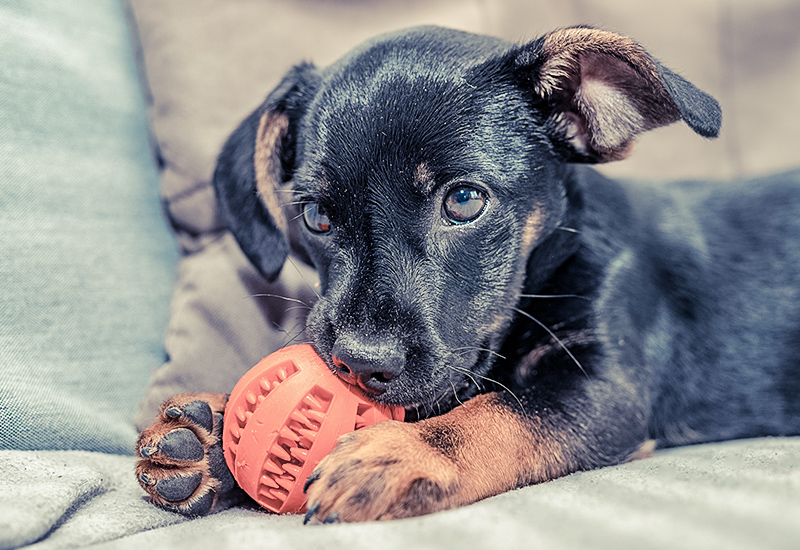 犬の知育玩具 いつ使う 犬との素敵な毎日をサポートするwebメディア Stay Home With Dog