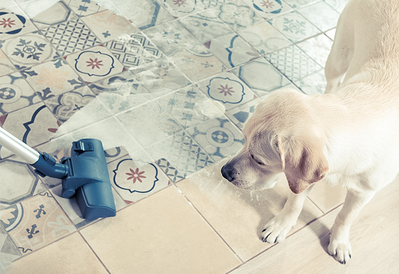 お家の中で出来る社会化 犬との素敵な毎日をサポートするwebメディア Stay Home With Dog