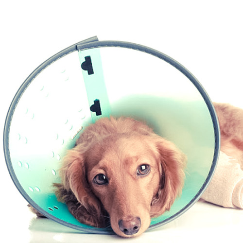 笑って済まされない 犬の誤飲 誤食事故 犬との素敵な毎日をサポートするwebメディア Stay Home With Dog