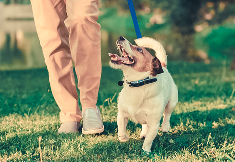 拾い食いを予防しよう 犬との素敵な毎日をサポートするwebメディア Stay Home With Dog