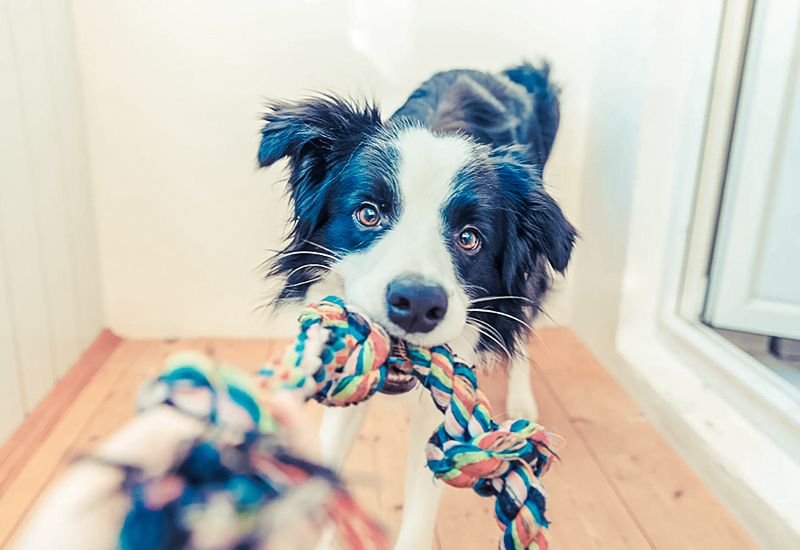 一緒に遊んでいるときに甘噛みされたら 犬との素敵な毎日をサポートするwebメディア Stay Home With Dog