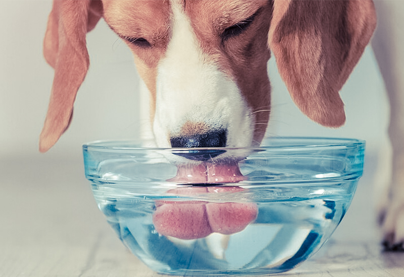 犬に与えるのはどんな水 犬との素敵な毎日をサポートするwebメディア Stay Home With Dog